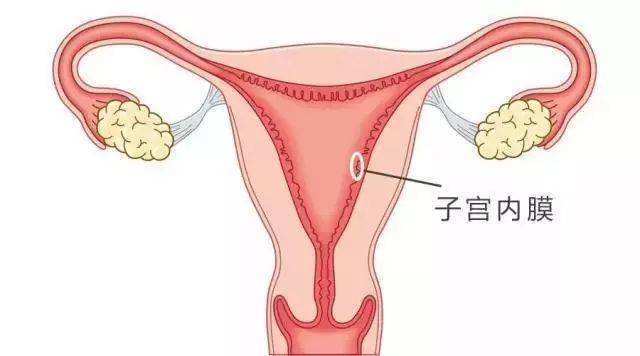 子宫内膜薄是因为什么，该怎么调理