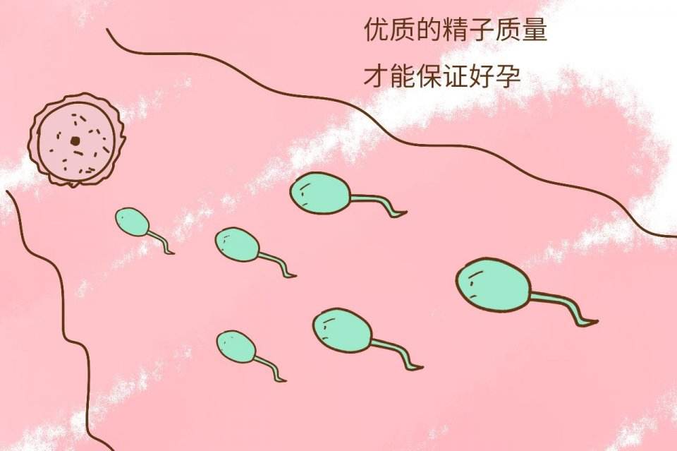 男方的精子质量会影响泰国试管婴儿成功率吗？