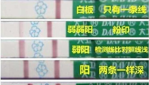 排卵试纸
