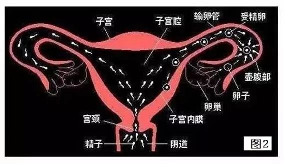 卵巢结构图